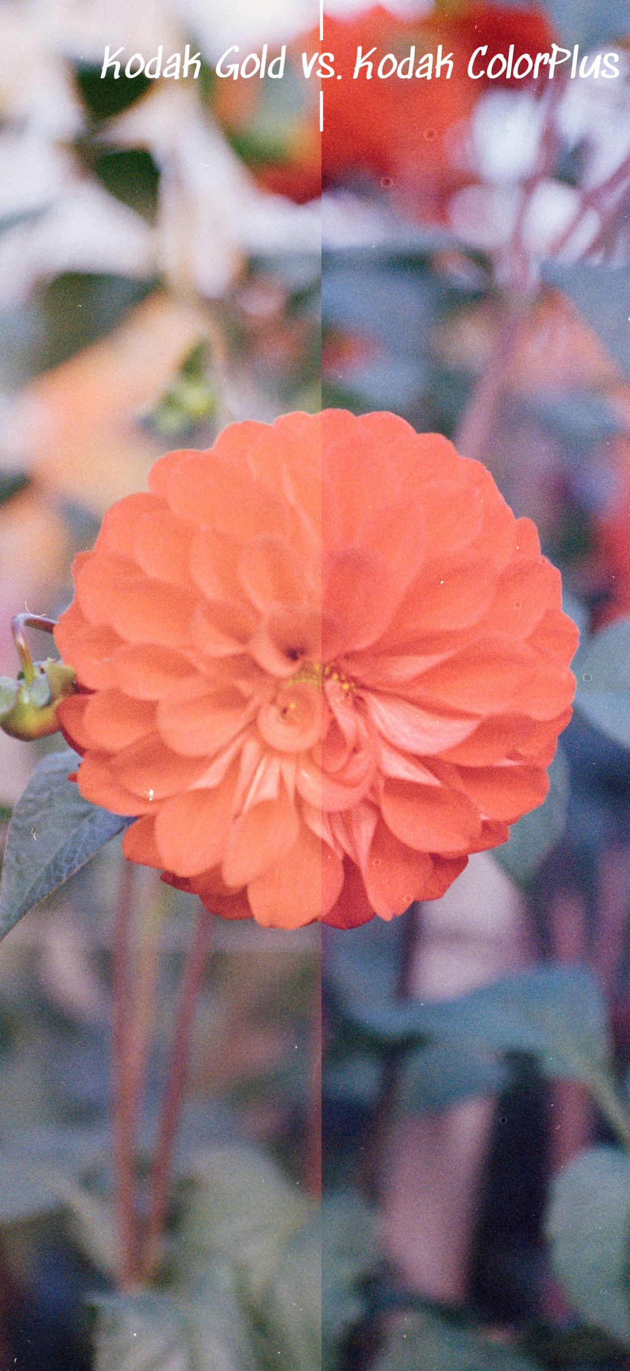 Kodak Gold vs. ColorPlus SidebySide Comparison