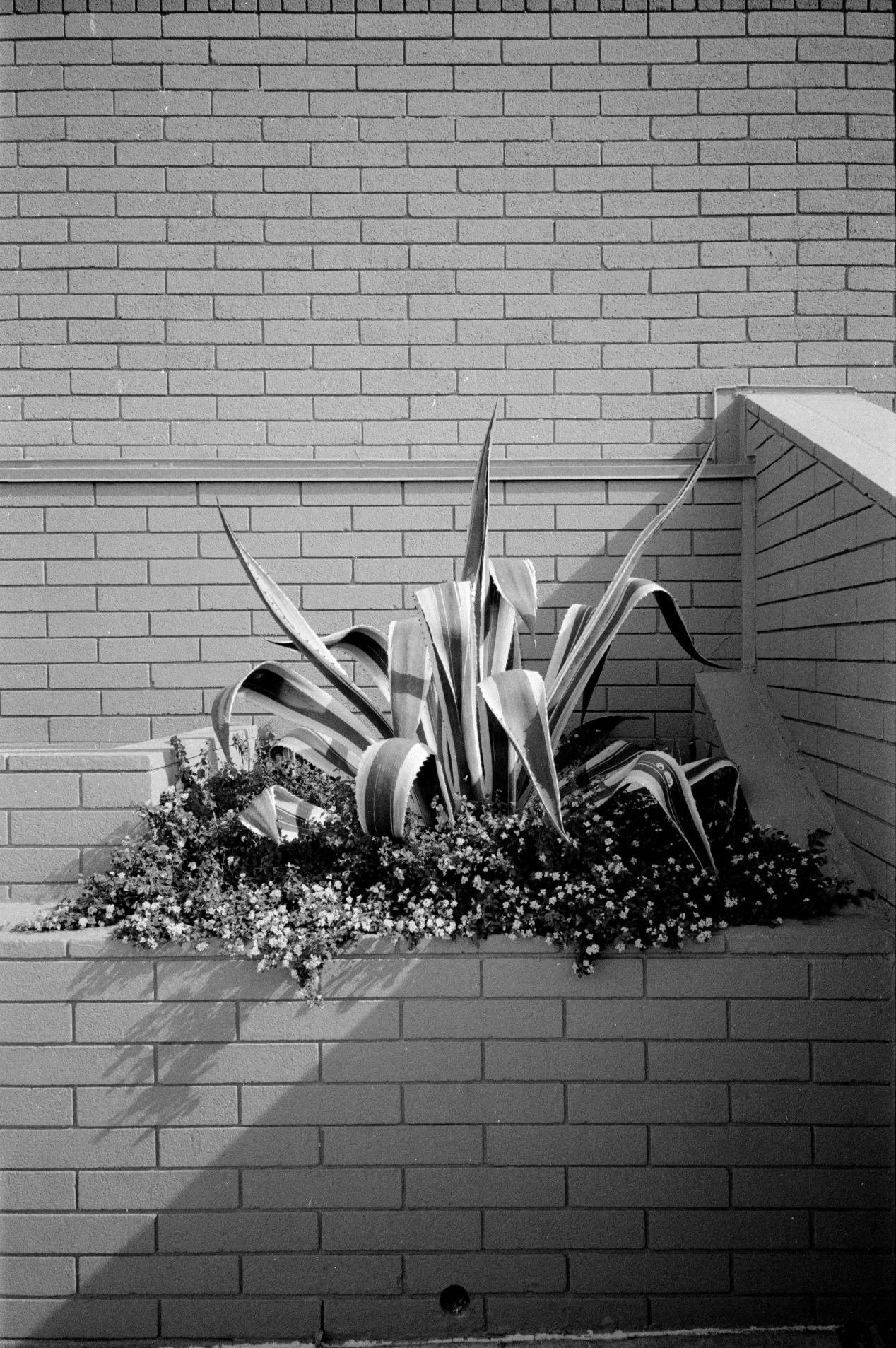 Ilford Delta 400 Film Review Fine Grain, Complex Contrast