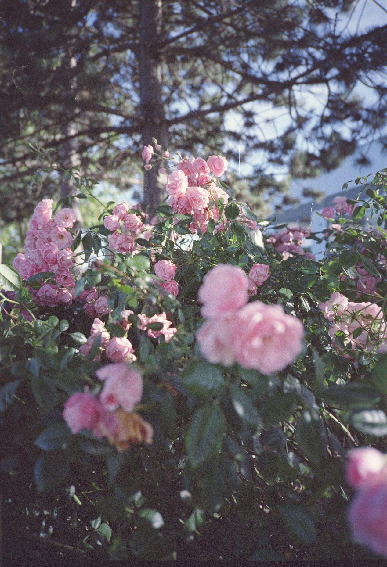 Olympus XA Rangefinder Camera Review