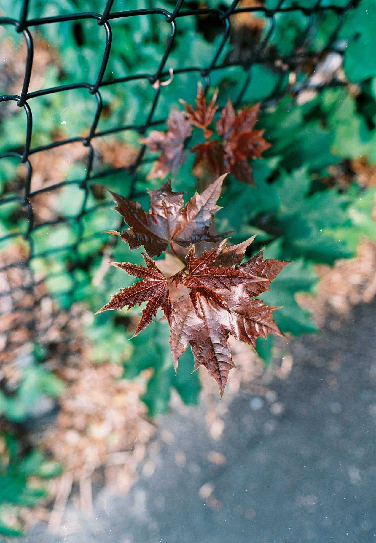 Film Photography News — June 2023 Recap