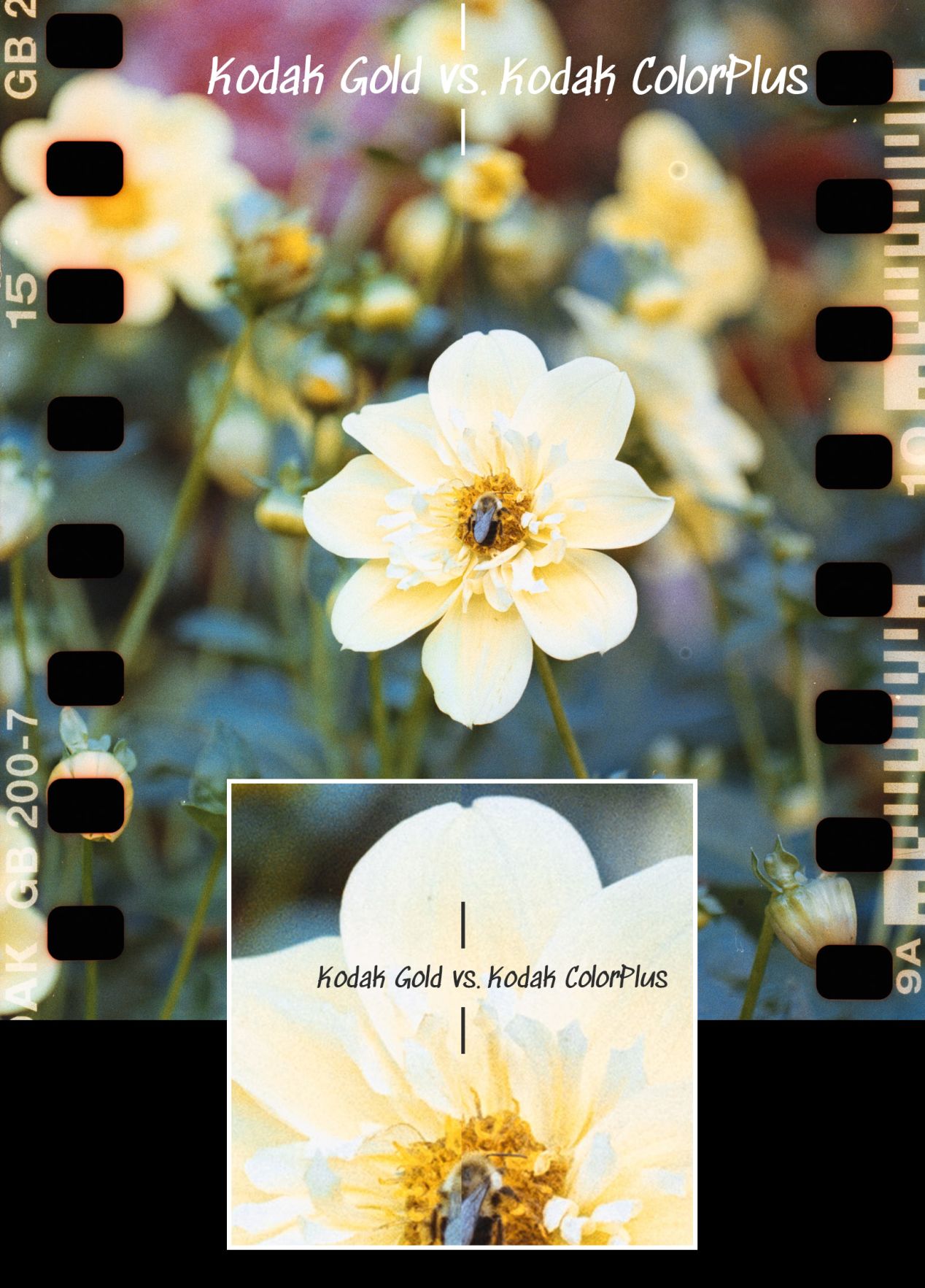 Kodak Gold vs. ColorPlus SidebySide Comparison