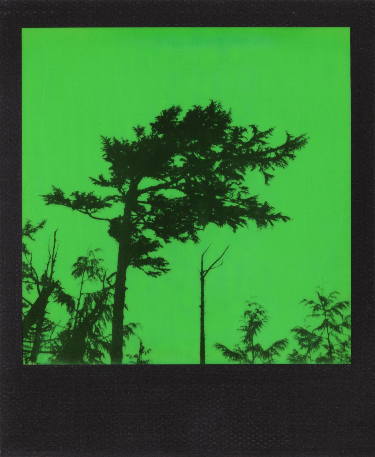 Polaroid Launches Limited Edition Green Duochrome Film