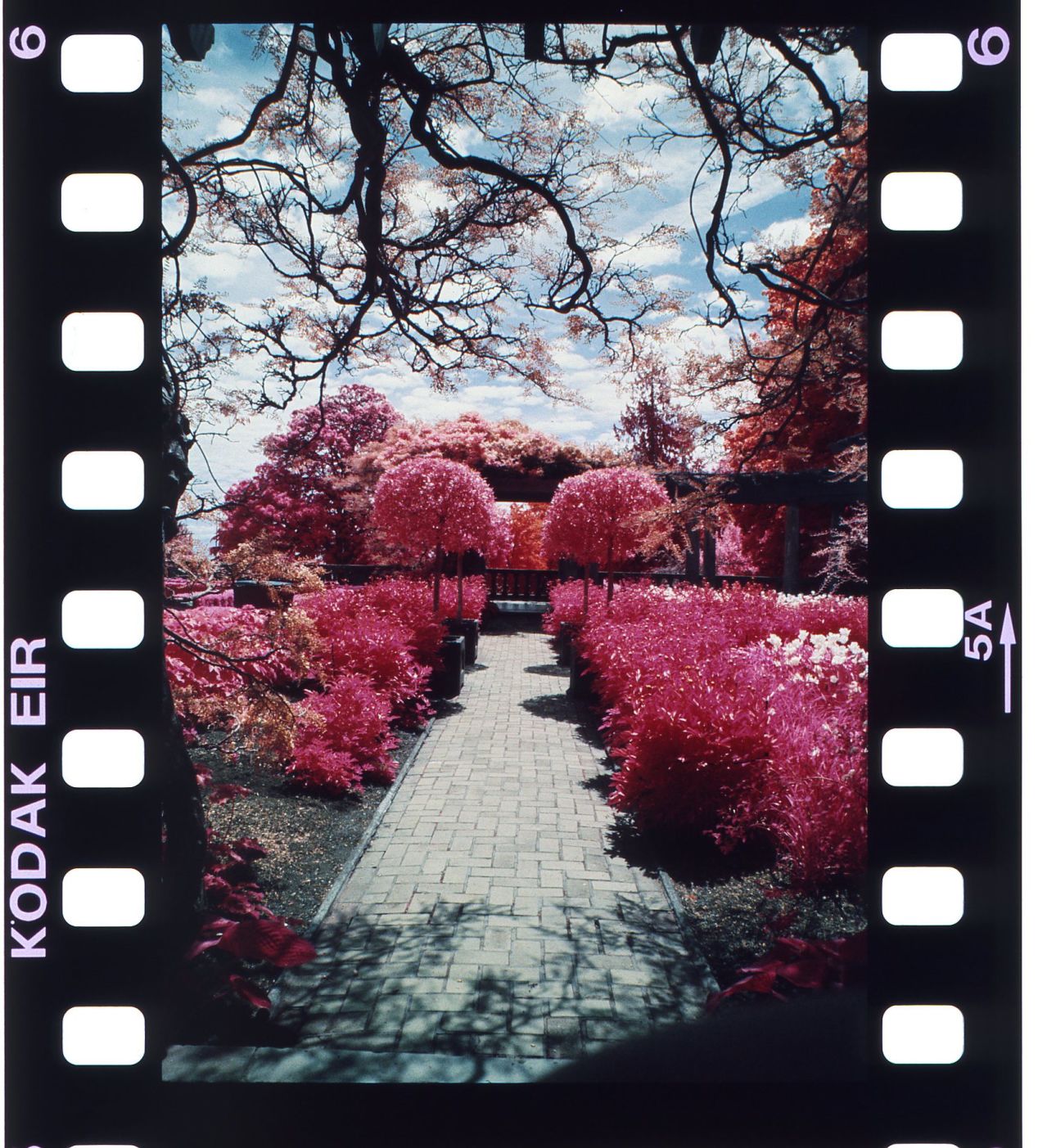 Colour Infrared My Experience With Kodak EIR Film