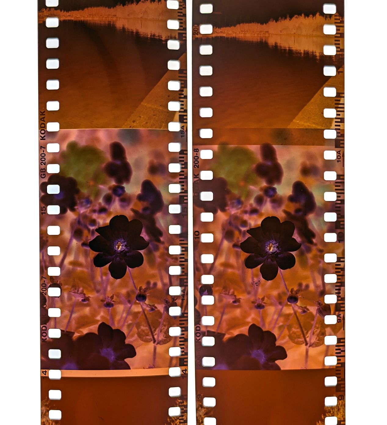 Kodak Gold vs. ColorPlus: Side-by-Side Comparison