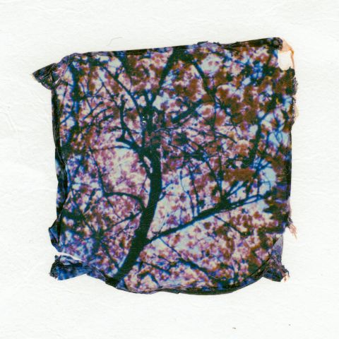 “Cherry Blossoms 2”: an emulsion lift with Polaroid Go instant film.