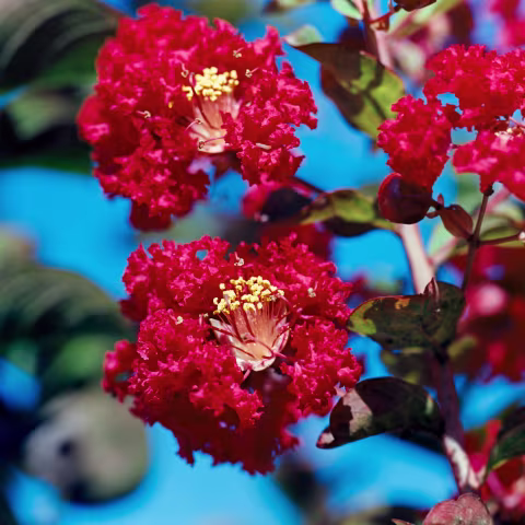 Macro of Crimson Crepe Myrtle Blooms. Hasselblad 500c | Makro Planner 120mm f/4 | Kodak Ektar 100.