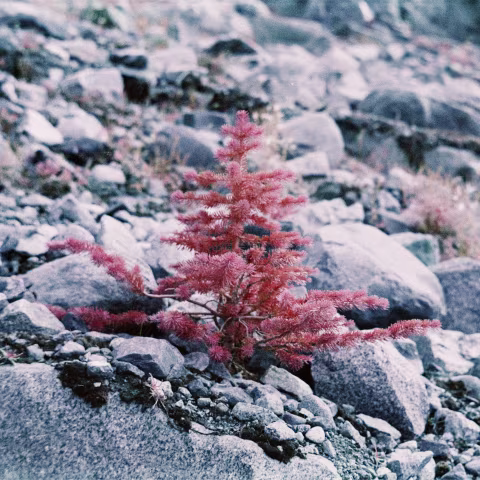 A shallow DOF photo, taken with Kodak Aerochrome at 𝒇2.8 with Vitessa A and an 85C mild warming filter. As you can see here, the focus in the infrared channel isn’t that much different or offset from the visible light.