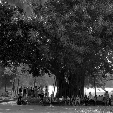 Under a tree, at the Hoàn Kiếm Lake.