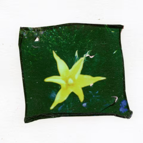 An emulsion lift with Polaroid Go instant film.