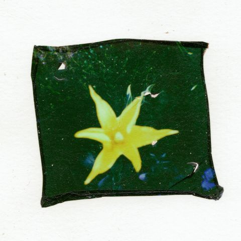 “Yellow Star Flower”: an emulsion lift with Polaroid Go instant film.