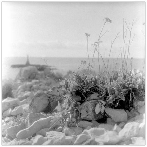 Scenery at Planka. Yashica Mat 124G with Kosmo Foto Mono.