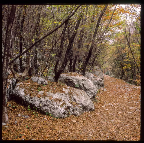 Paklenica national park, Croatia. Shot on Fuji Provia 100 with Kiev 60.