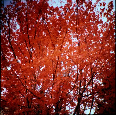 “Fall in the Sky.” Camera: Diana Mini, shot sometime in 2010’s in Toronto.