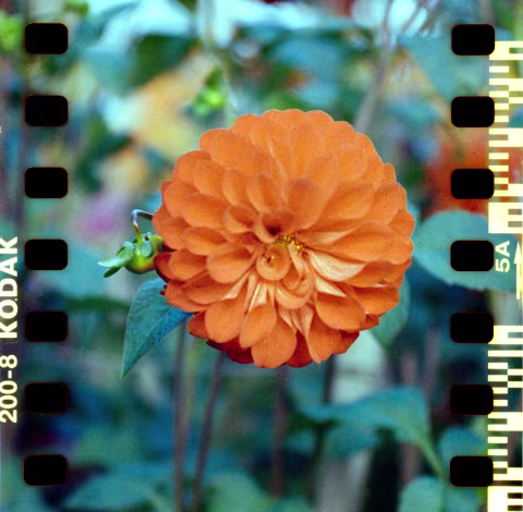 Kodak ColorPlus with Hasselblad 500 C/M.