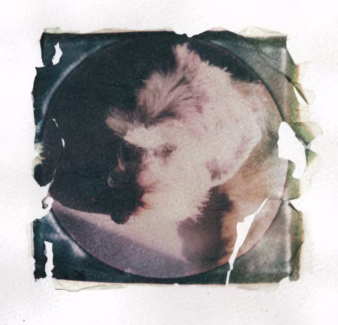 A picture of Norah on Polaroid 600 round frame film. This is an emulsion lift onto water-colouring paper.