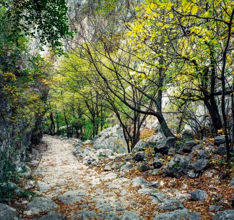 Paklenica national park, Croatia. Shot on Fuji Provia 100 with Kiev 60.