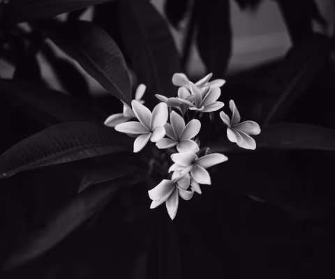 Plumeria. Pentax 67 | 105mm f/2.4 | Ferrania P30 developed in Kodak HC-110 Dilution B.