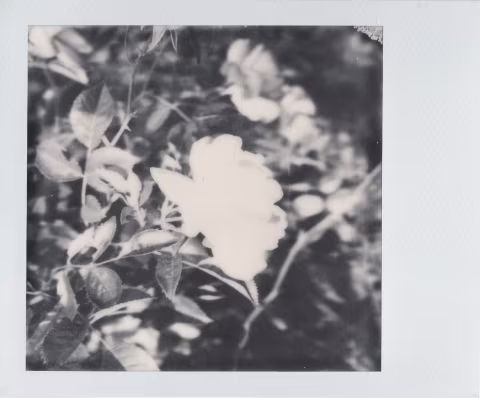 Large image.