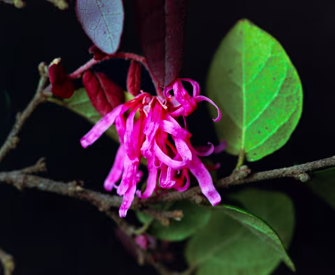 Macro of Loropetalum Flower. Pentax 67 | 135mm f/4 macro with extension tubes 1+2+3 | Lomography 800.