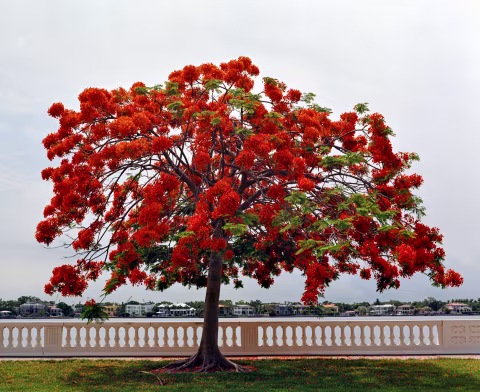 Royal Poinciana. Pentax 67ii | 105mm f/2.4 | Kodak Gold 200.