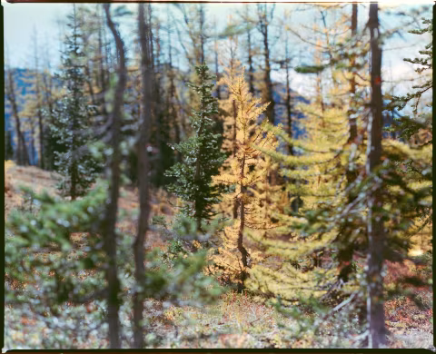 The RZ, being a 110 𝒇2.8 lens, has excellent background separation abilities (even at smaller apertures). However, I’ve noticed strange effects around thin branches (top-left in this photo) where they seem to get “cloned” on top of each other (this is only visible in this photo on large screens). This was shot on Fujifilm Fuji Pro 400H, most likely at 𝒇11.
