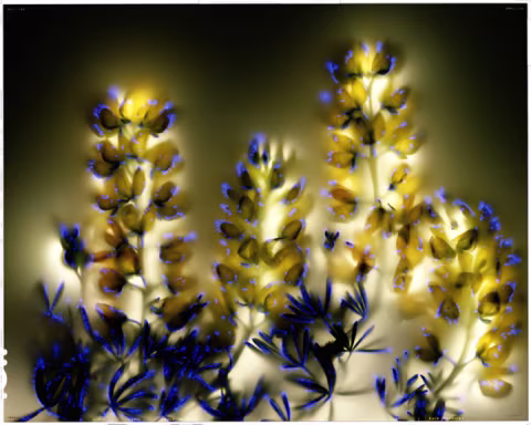 Lupinous arboreus.