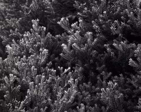 Here’s an example of a simple yet beautiful monochrome film photo taken at home: “I took the 4x5 out the front door… a simple macro shot of junipers with CatLABS X-Film 80. Developed with left over CineStill DF96.” — Bill Manning.