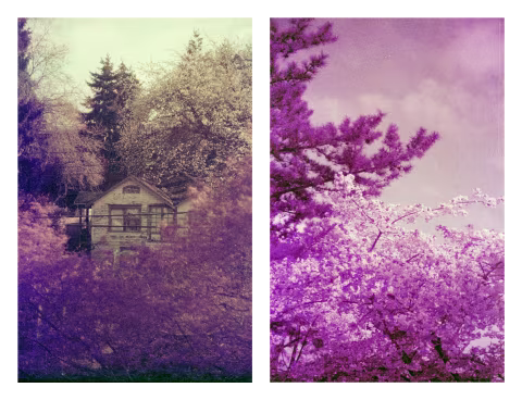 Redscaled Lomochrome Purple with green filter.