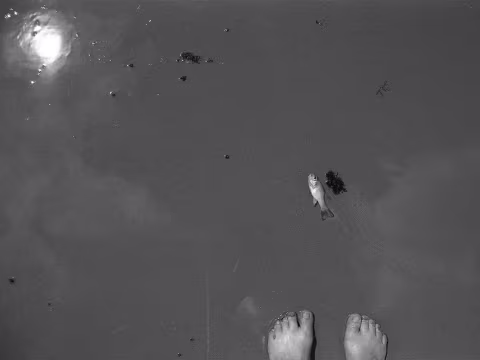 Large image.