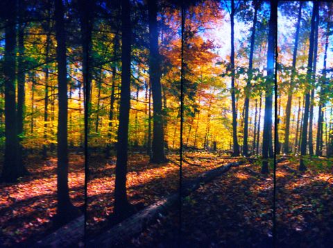 “Forest in the Fall.” Camera: Super Sampler, shot sometime in 2010’s in Mississauga.