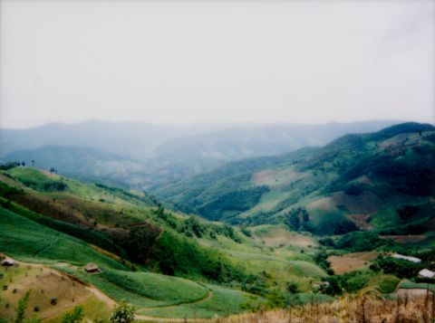 Doi Chaang coffee plantation. Shot on Instax Mini 90.