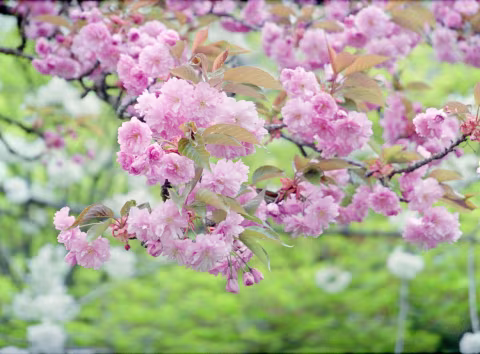 Kodak Pro Image 100 with Kyocera Samurai x3.0. This camera can take good quality macro shots in half-frame format (minimum distance 0.7m/2’4” with a 75mm focal length/105mm full-frame equivalent).