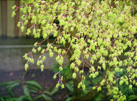 Kodak Pro Image 100 with Kyocera Samurai x3.0 (half-frame).