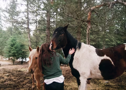 A short drive out of town, there’s a little farm with gorgeous horses, waiting to be patted and adored.