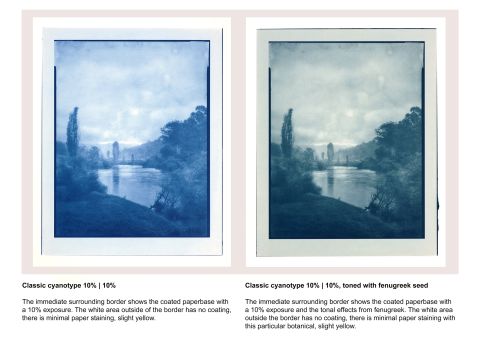 Toning cyanotypes.