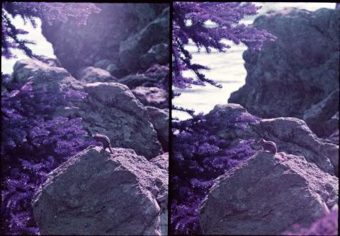 Large image.