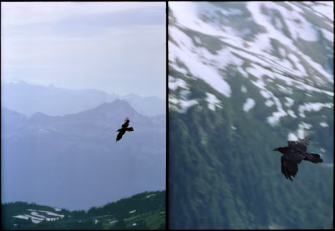 Large image.