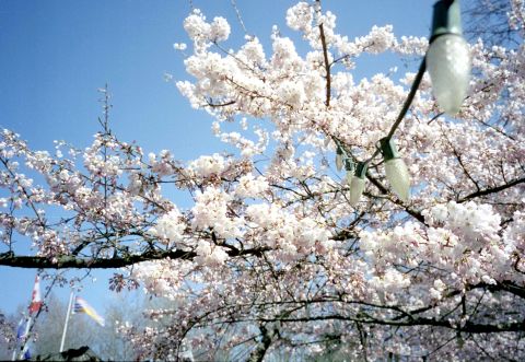 CineStill 50D with Minolta TC-1. This image is part of the sample scan download (below). I did SOME colour correction and cleaned up a few of the scratches here. The image now represents the colours from that spring day in Vancouver very well. It is full of detail yet also soft.