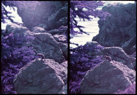 Lomochrome Purple with Olympus PEN FV & 150mm E.Zuiko Auto-T lens. Some noticeable grain but an overall still smooth-looking half-frame diptych.