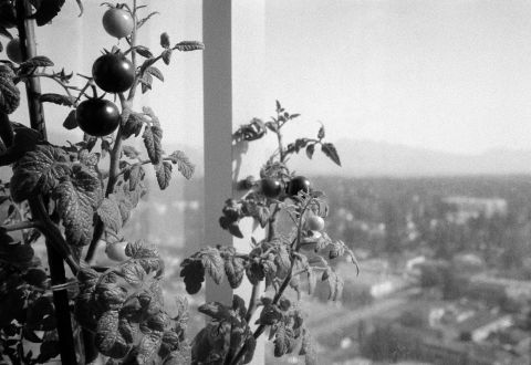 Figure 1. Red and green tomatoes on Ilford Ortho Plus 80 with Minolta TC-1.