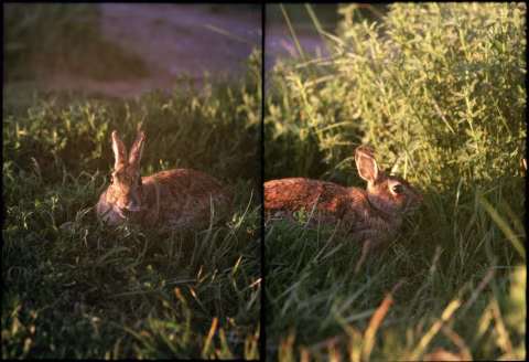 Fujichrome Provia 400F with Olympus 70mm f2 F.Zuiko Auto-T on Olympus PEN FV.