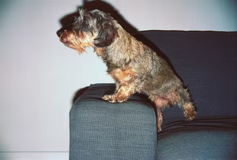 December 2019. Norah is about to hop over the armrest onto the ground as she hears her name. She knew she was getting food. Norah learned the cues to dinner quickly and efficiently; she knew what chicken cooked without spices smells like, and she knew what the sound of a pressure cooker means as it released warm steam and filled the room. At other times, she’d remind us that it was time to eat in the afternoon and during dinner time.