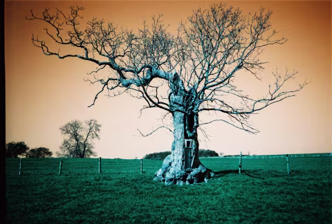 Tree with Door. Lomochrome Turquoise and LC-A+