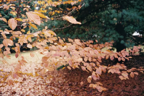 Ricoh FF-1s with CineStill 400D.