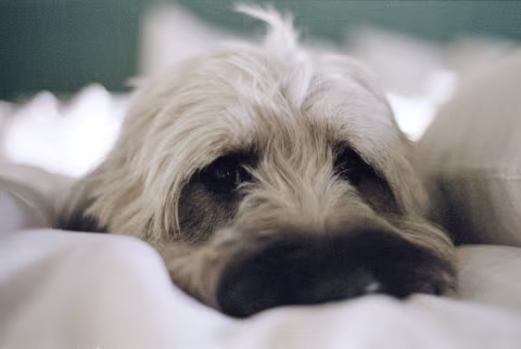 Noodle on SMC Pentax-M 100mm Macro with Fujifilm 200 and Pentax K1000.