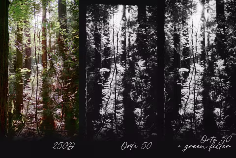 Comparing Ferrania Orto 50, shot with (right) and without (middle) a green filter, against a full-colour exposure on Kodak Vision 3 250D.