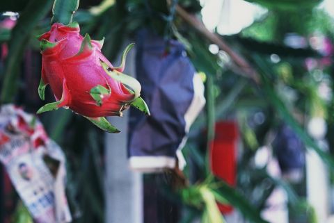 Dragonfruit.