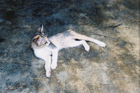 A tiny kitten visits the gym once in a while. Shot with Canon QL25 on Kodak UltraMax 400 film.
