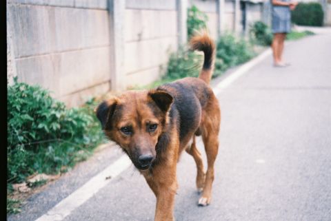 A stray “Soi” dog that hangs around our neighbourhood. Like most others it’s being fed and taken care of by the people who live nearby.