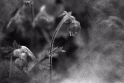 “Little Faith” (2020) — shot with Ilford Delta 3200, Nikon F100, 55mm macro lens, and a prism.